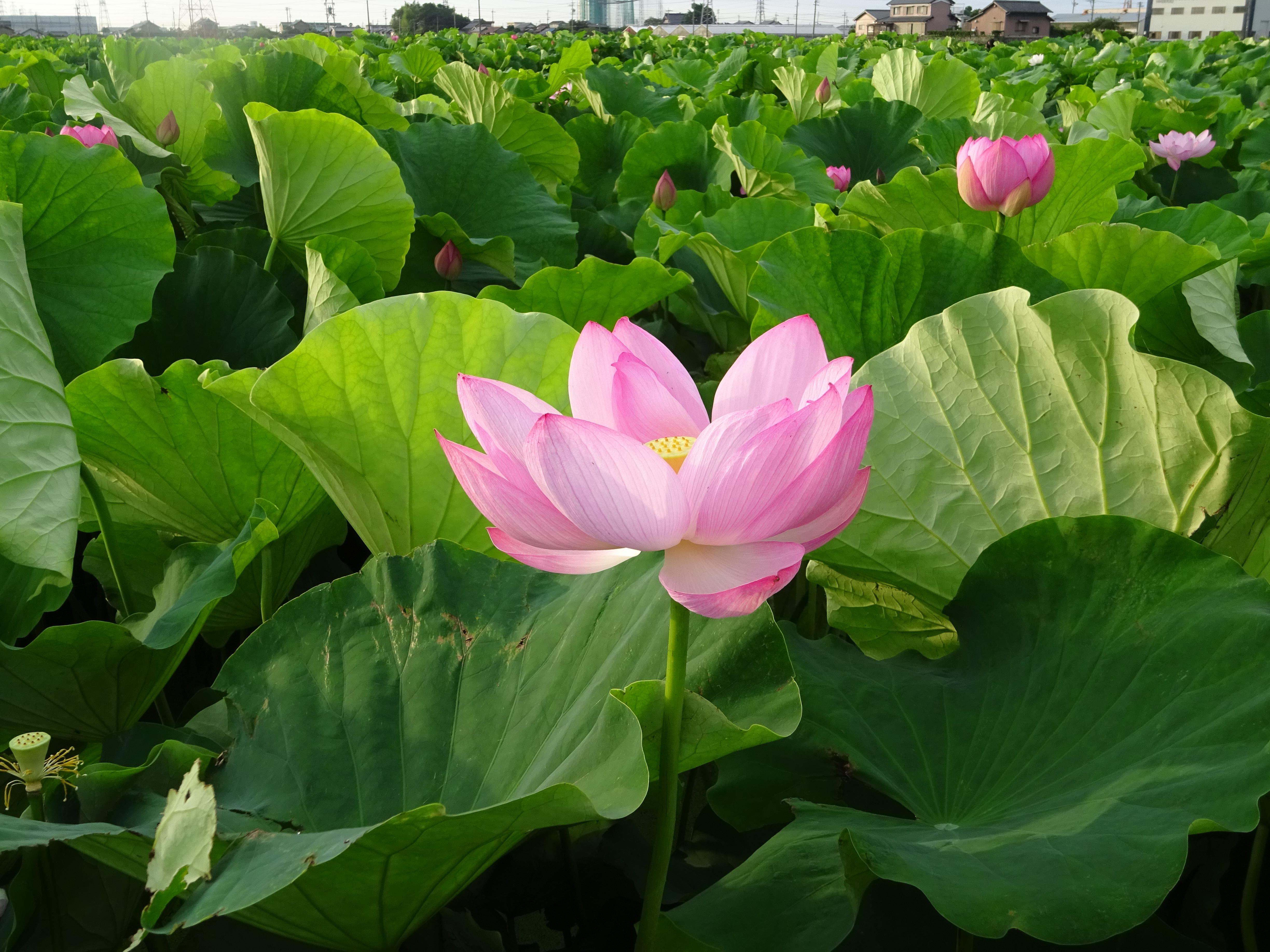 愛西市 森川花はす田 に咲く蓮の花 ブルーボックス発 メゾネット賃貸のwikiブログ