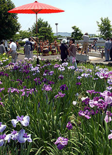 一宮市の萬葉公園で花しょうぶ祭りが開催に！