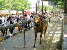 5月6日は国府宮の馬祭り！迫力の馬がみどころ