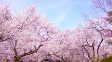 お城と堤防両方の桜が楽しめる！清洲城桜まつり