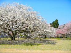 4月3日（日）は稲沢・清須で朝市めぐりができる日！