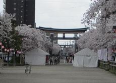 稲沢市の桜まつり