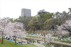 愛知県で一番の桜の名所・「岡崎公園」