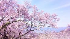 メインは初日。4月1日から10日まで稲沢桜まつりが開催！