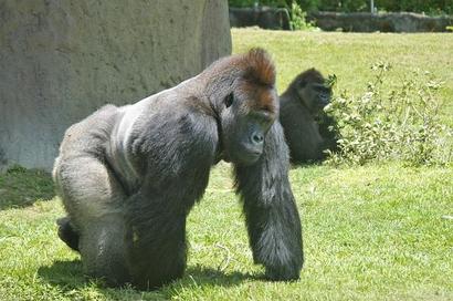 gorilla-1432213_640.jpg