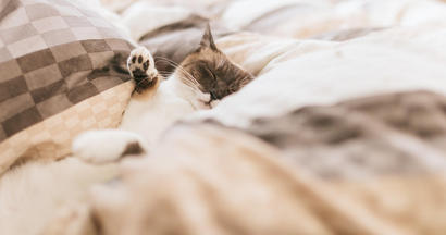 CAT9V9A9656_TP_V.jpg