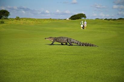 alligator-1593899_640.jpg