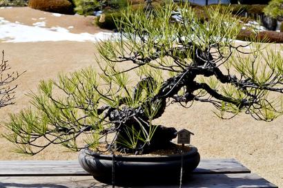 bonsai1.jpg