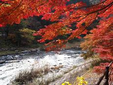 まだ間に合う!!愛知県でも有名な紅葉スポット!豊田市足助町の香嵐渓レポート