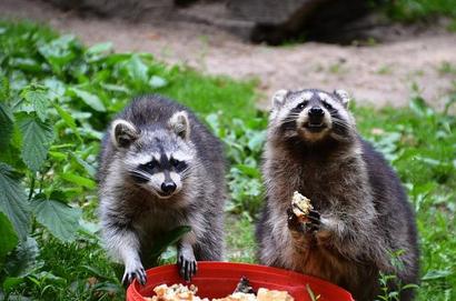 raccoon-358153_640.jpg