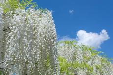 21日から岡崎公園「五万石藤まつり」と、白い藤が有名な「松應寺」