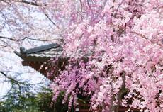 岡崎市の「桜まつり」以外の桜の名所3つ
