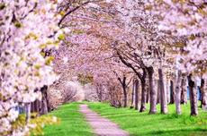【2019年】稲沢市で4月6日は桜まつりとへいわさくらまつりが開催に