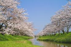 一宮市内7箇所に桜の名所！「第51回一宮桜まつり」