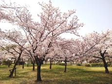 【春のお出かけ情報】隠れたお花見スポット！桜を見に行こう！
