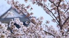歩いて楽しめる！岡崎公園周辺の桜たち