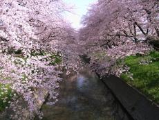 散歩におすすめの一宮市の桜スポット
