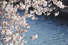想いを知ると味わい深い！稲沢市の「桜ネックレス」の歴史