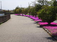 弥富市の三ツ又池公園で散歩しながら芝桜を楽しもう