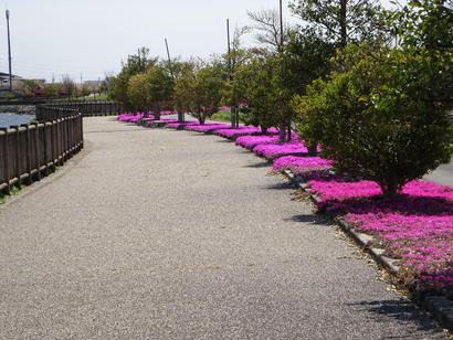 道路沿いに咲く芝桜.JPGのサムネイル画像