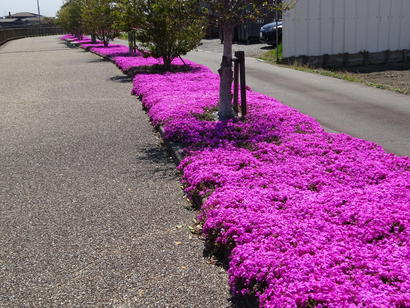 芝桜ピンクじゅうたん.JPG