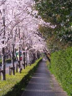 雁宿（かりやど）公園ー子どもから大人まで楽しめる半田市を代表する公園　