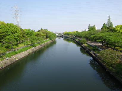 荒子川桜の木.JPG