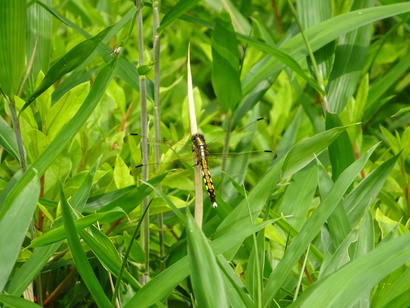 とんぼ（昆虫の森）.JPG