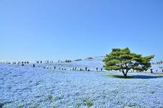 ひたち海浜公園