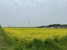 春の花と言えば・・・