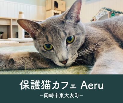 保護猫カフェAeru.png