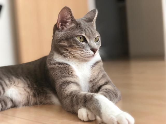 わんにゃんサイトの猫の写真