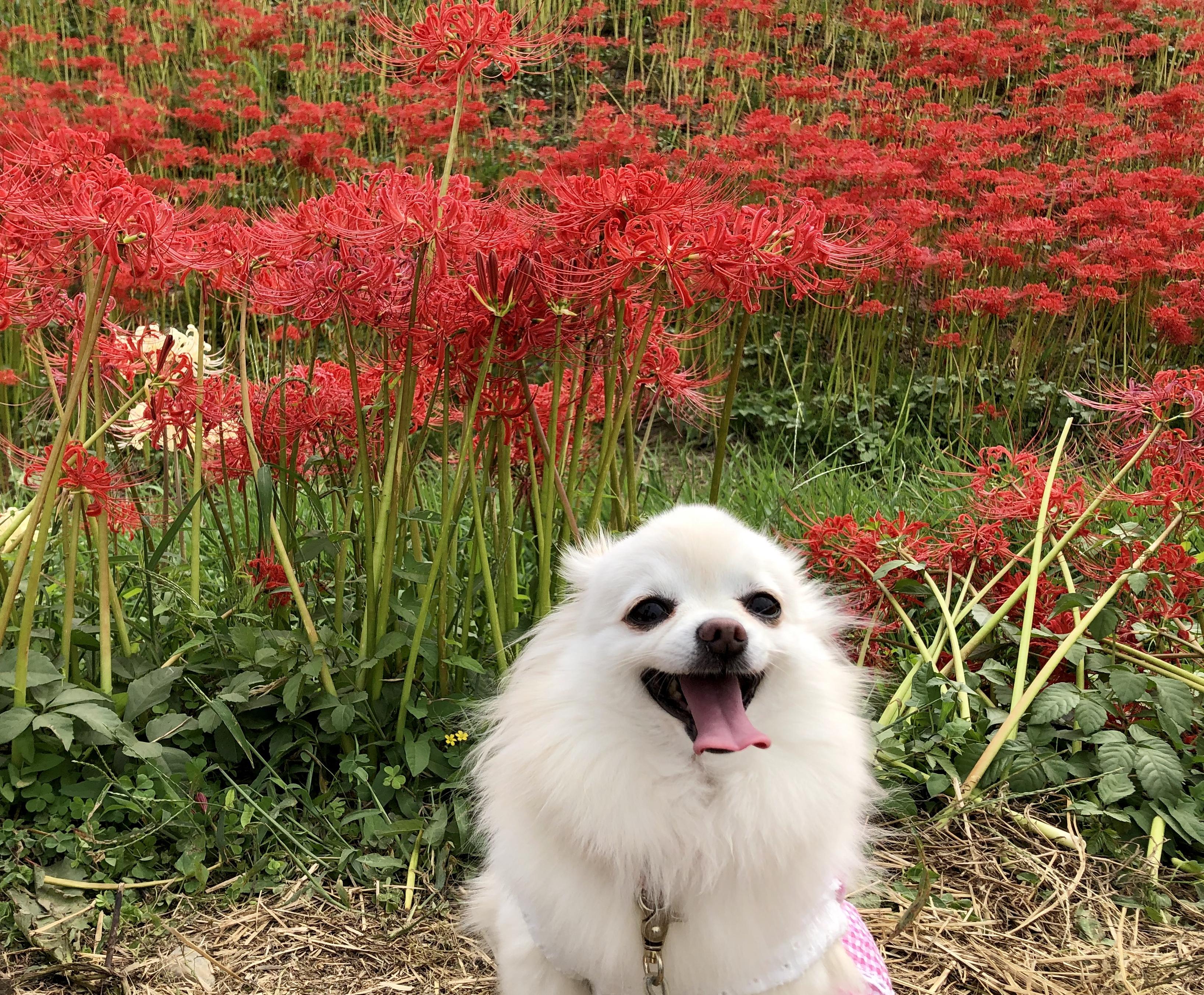 わんにゃんサイトの犬の写真