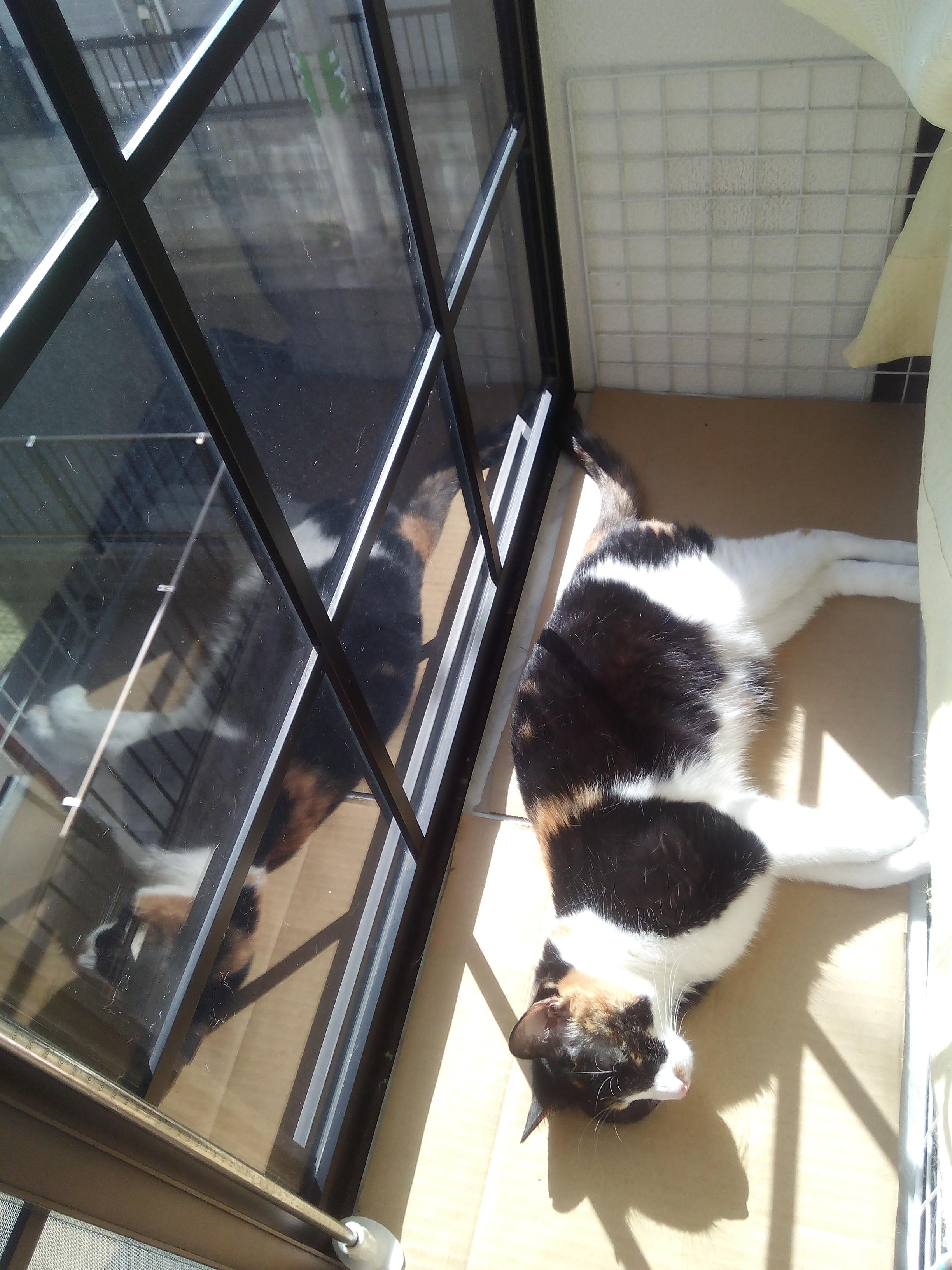 わんにゃんサイトの猫の写真