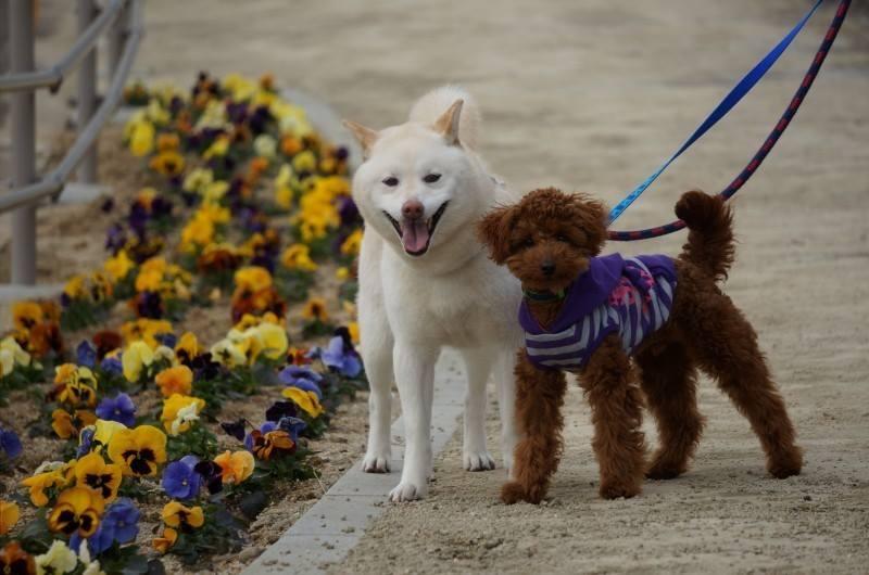わんにゃんサイトの犬の写真