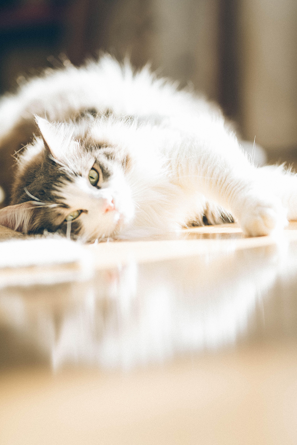 わんにゃんサイトの猫の写真