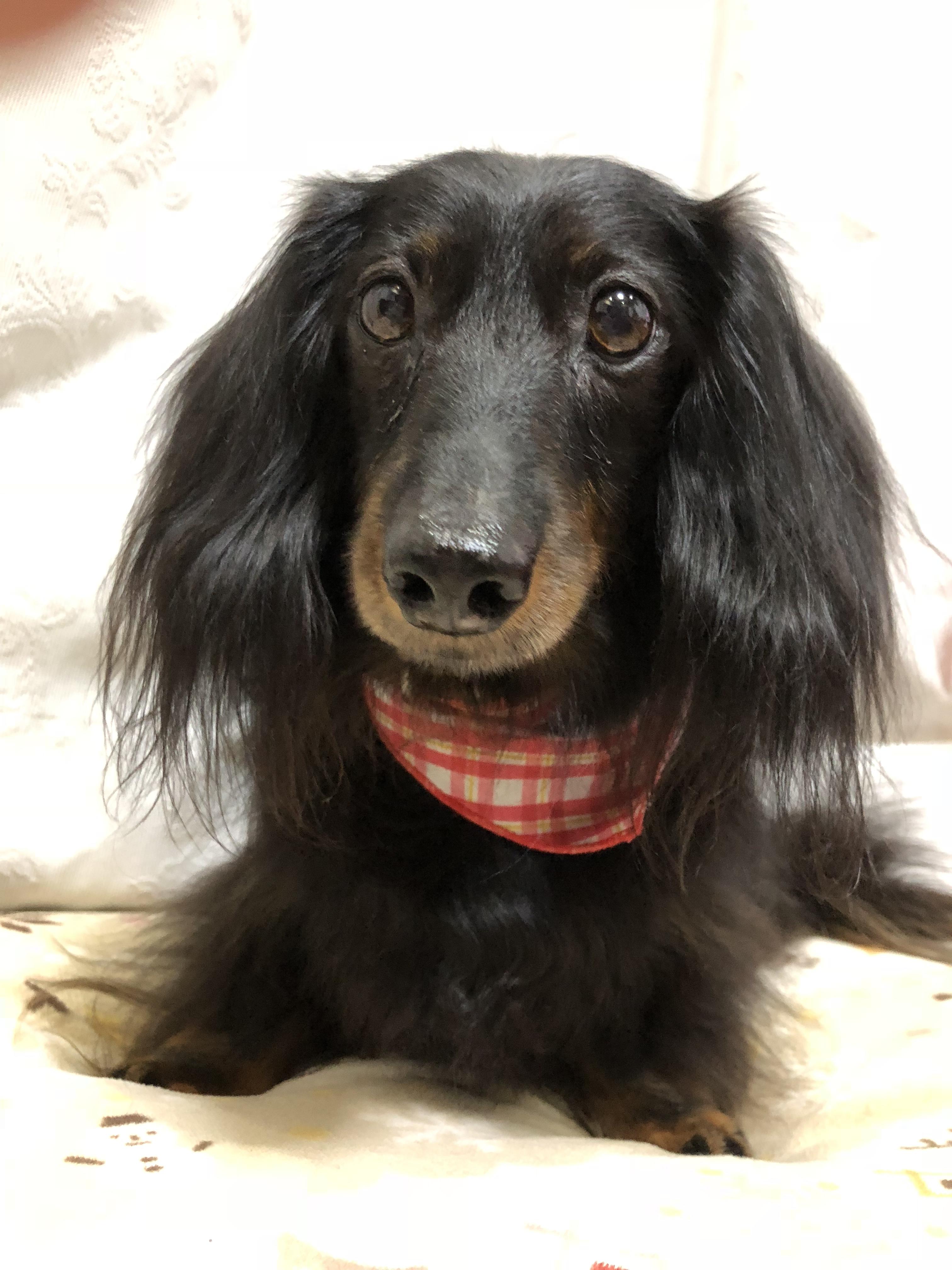 わんにゃんサイトの犬の写真