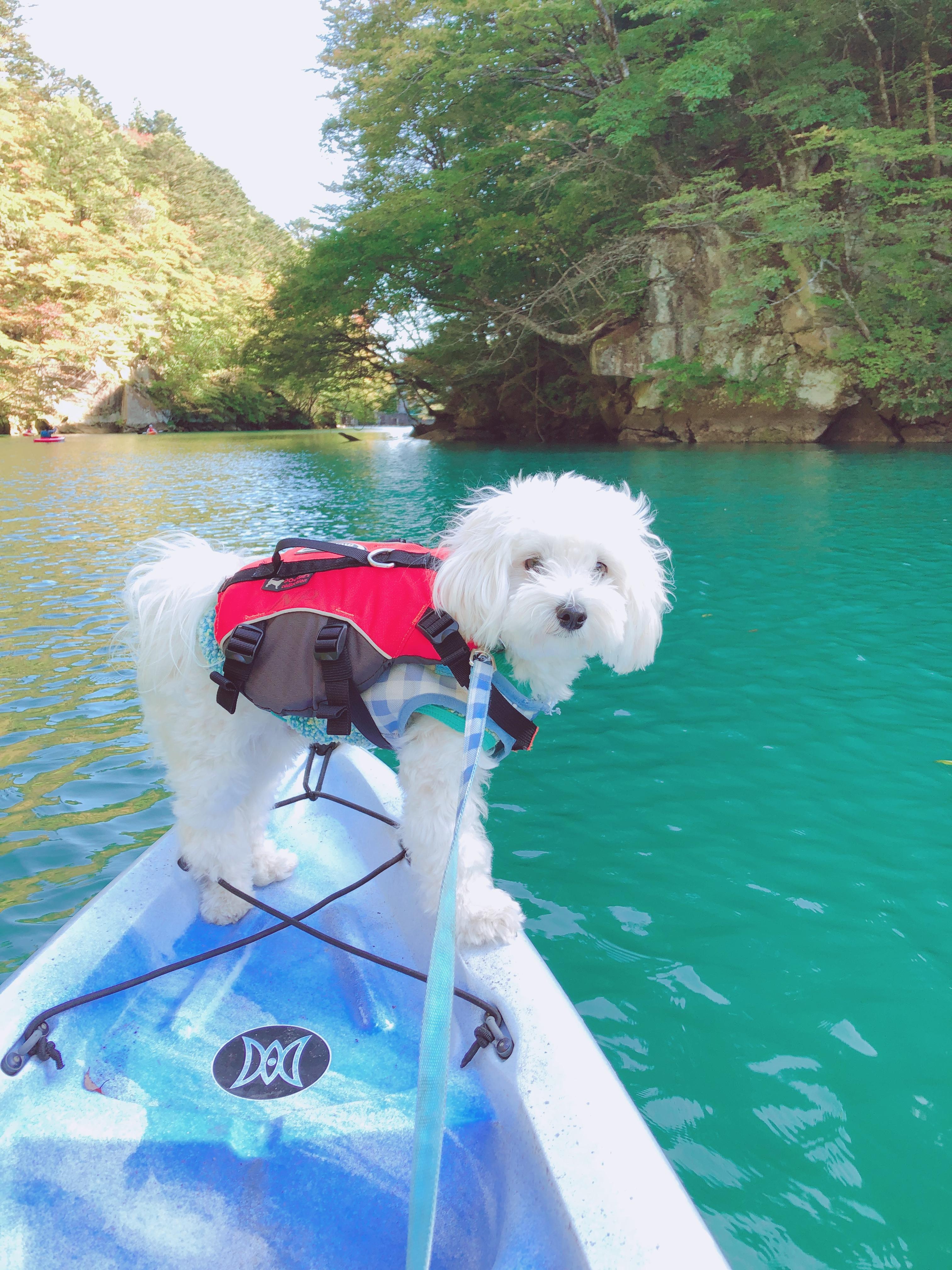 わんにゃんサイトの犬の写真