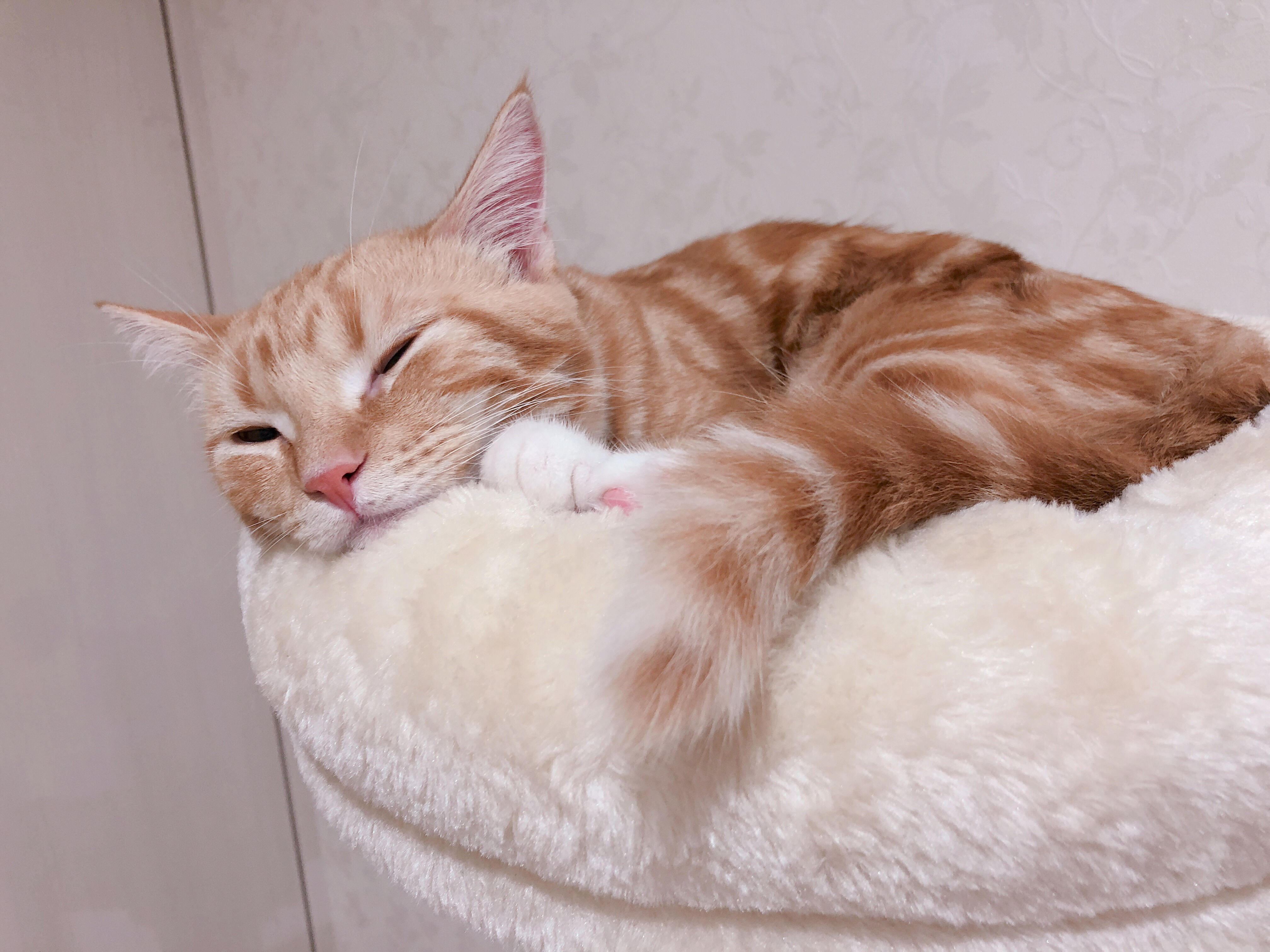 わんにゃんサイトの猫の写真