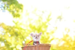 わんにゃんサイトの犬の写真