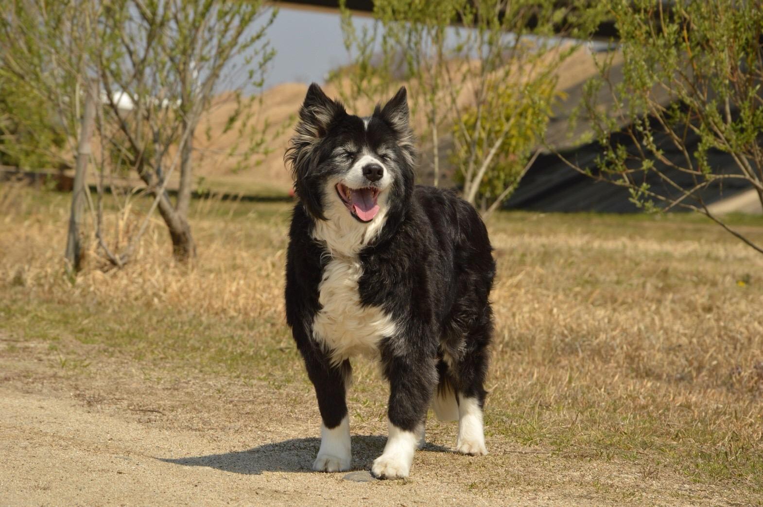わんにゃんサイトの犬の写真