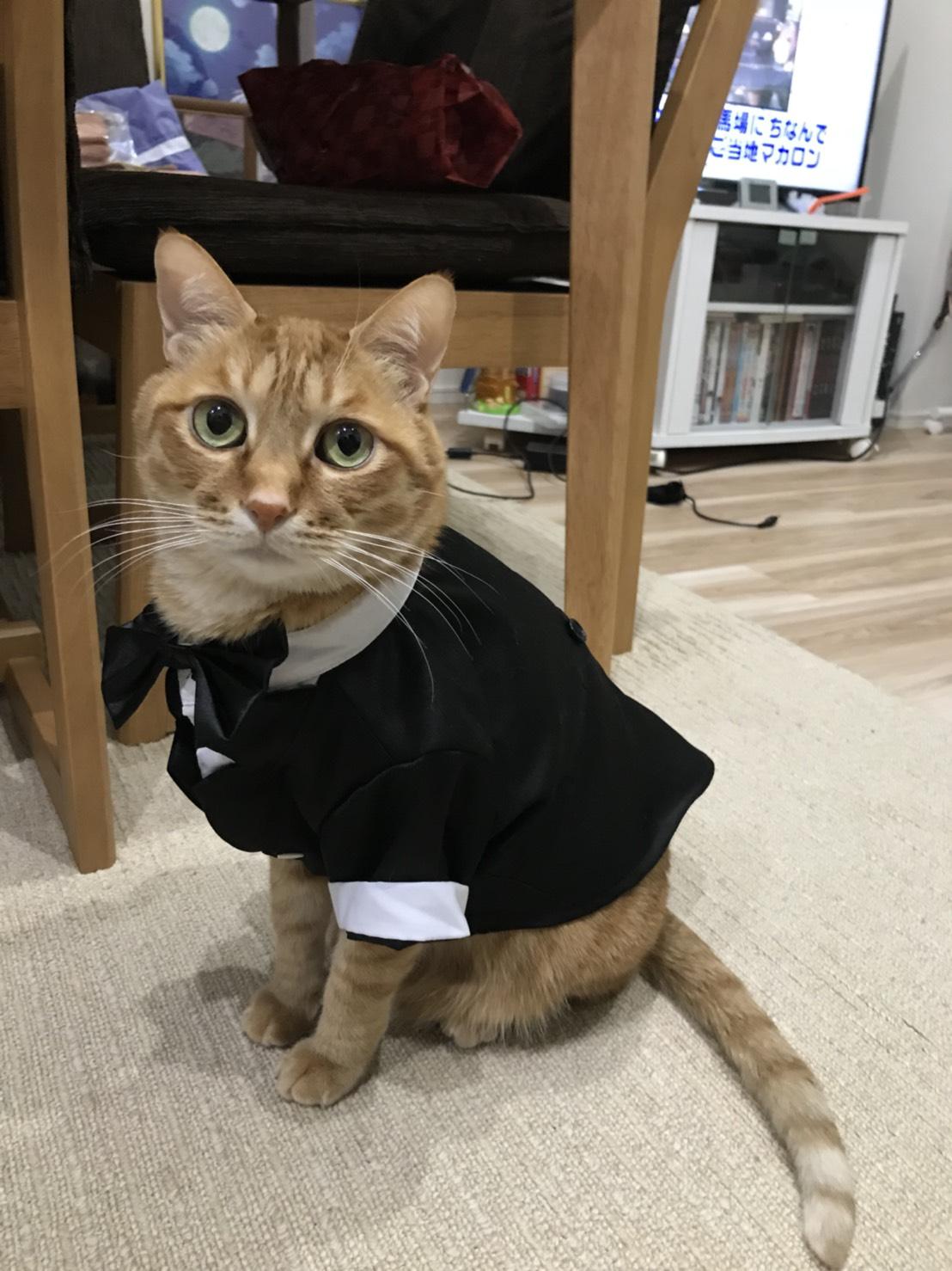 わんにゃんサイトの猫の写真