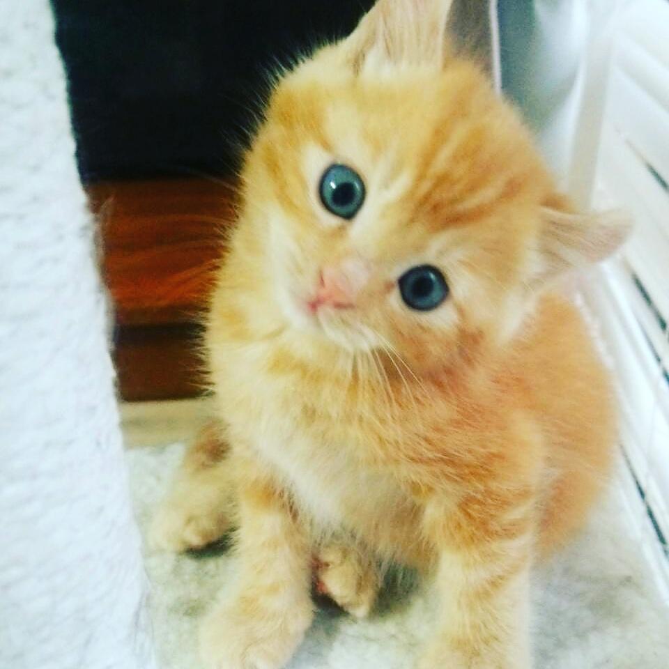 わんにゃんサイトの猫の写真