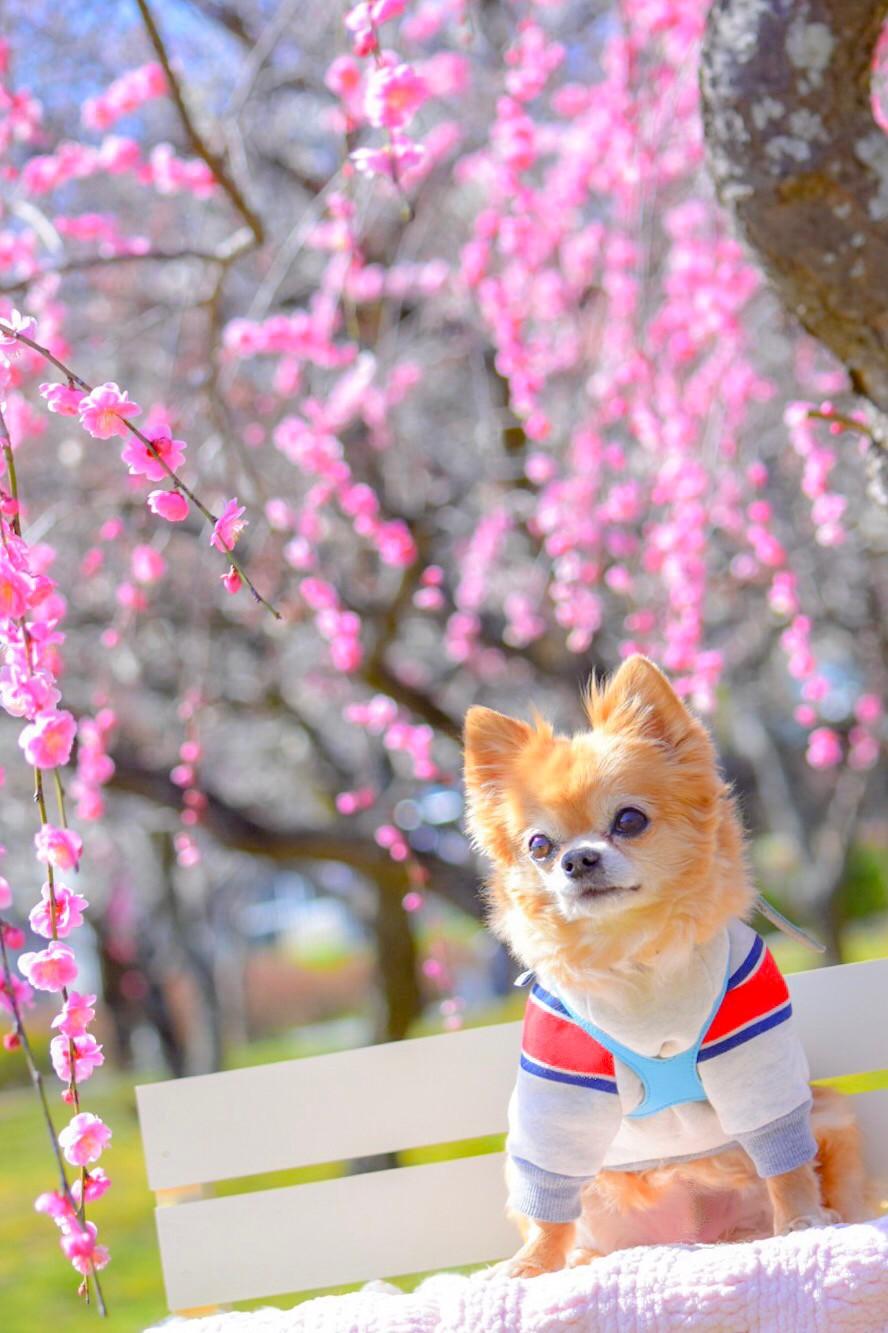 わんにゃんサイトの犬の写真