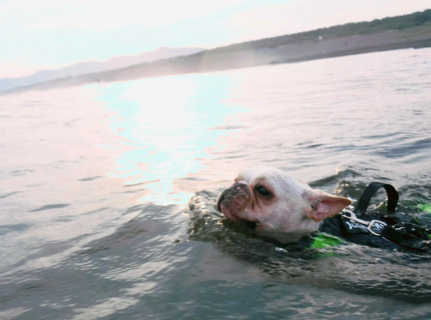 わんにゃんサイトの犬の写真