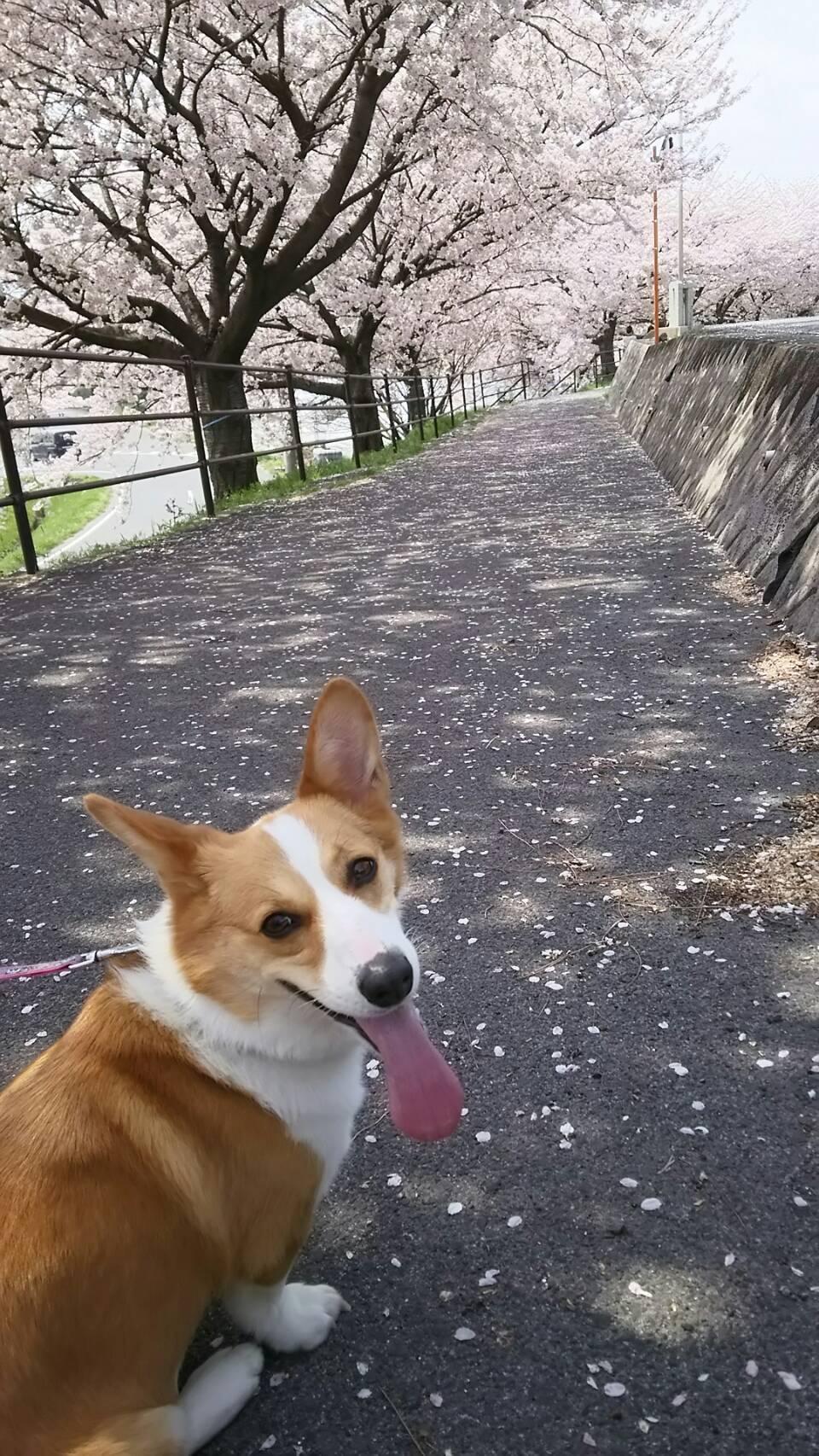 わんにゃんサイトの犬の写真