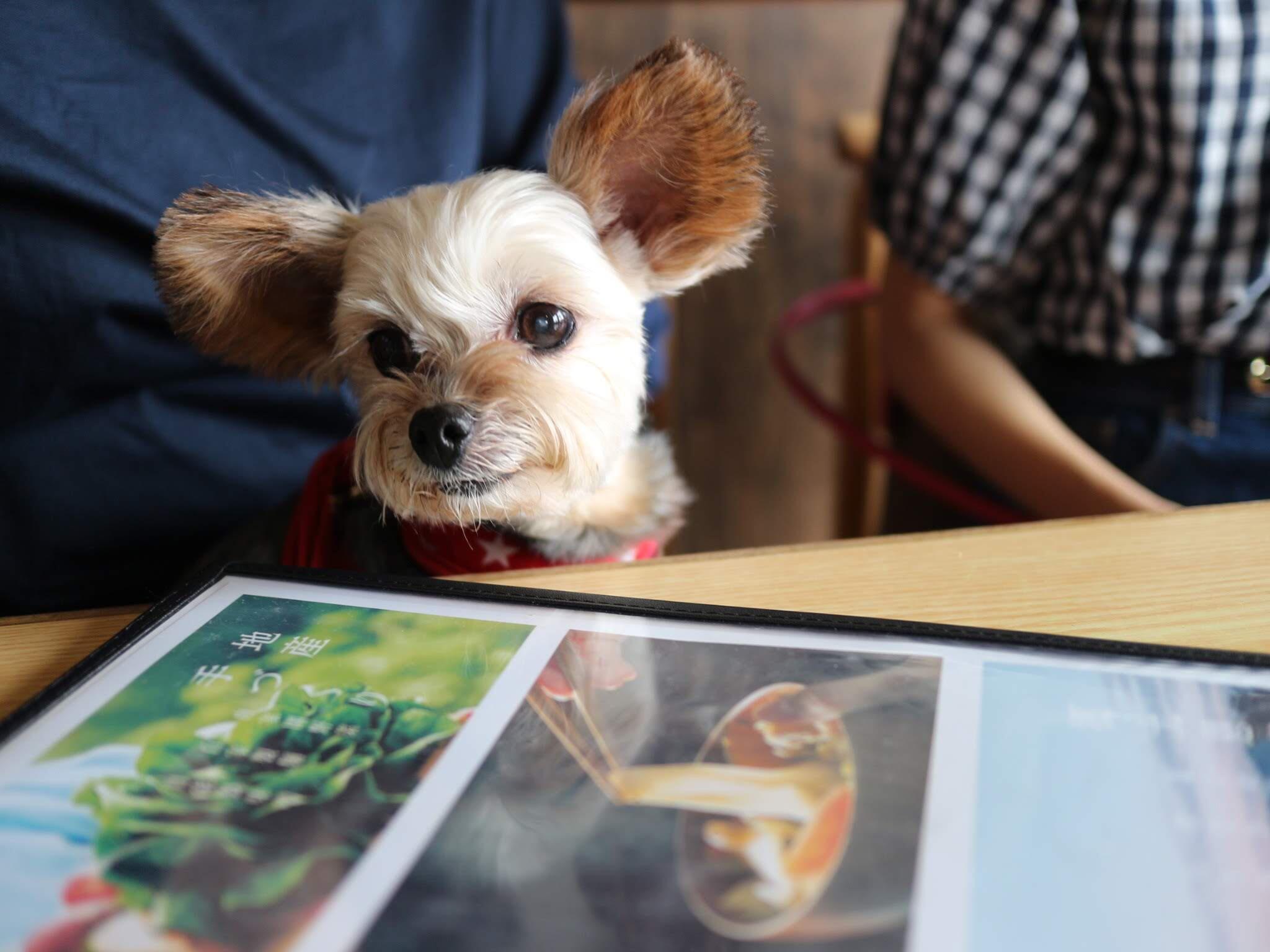 わんにゃんサイトの犬の写真