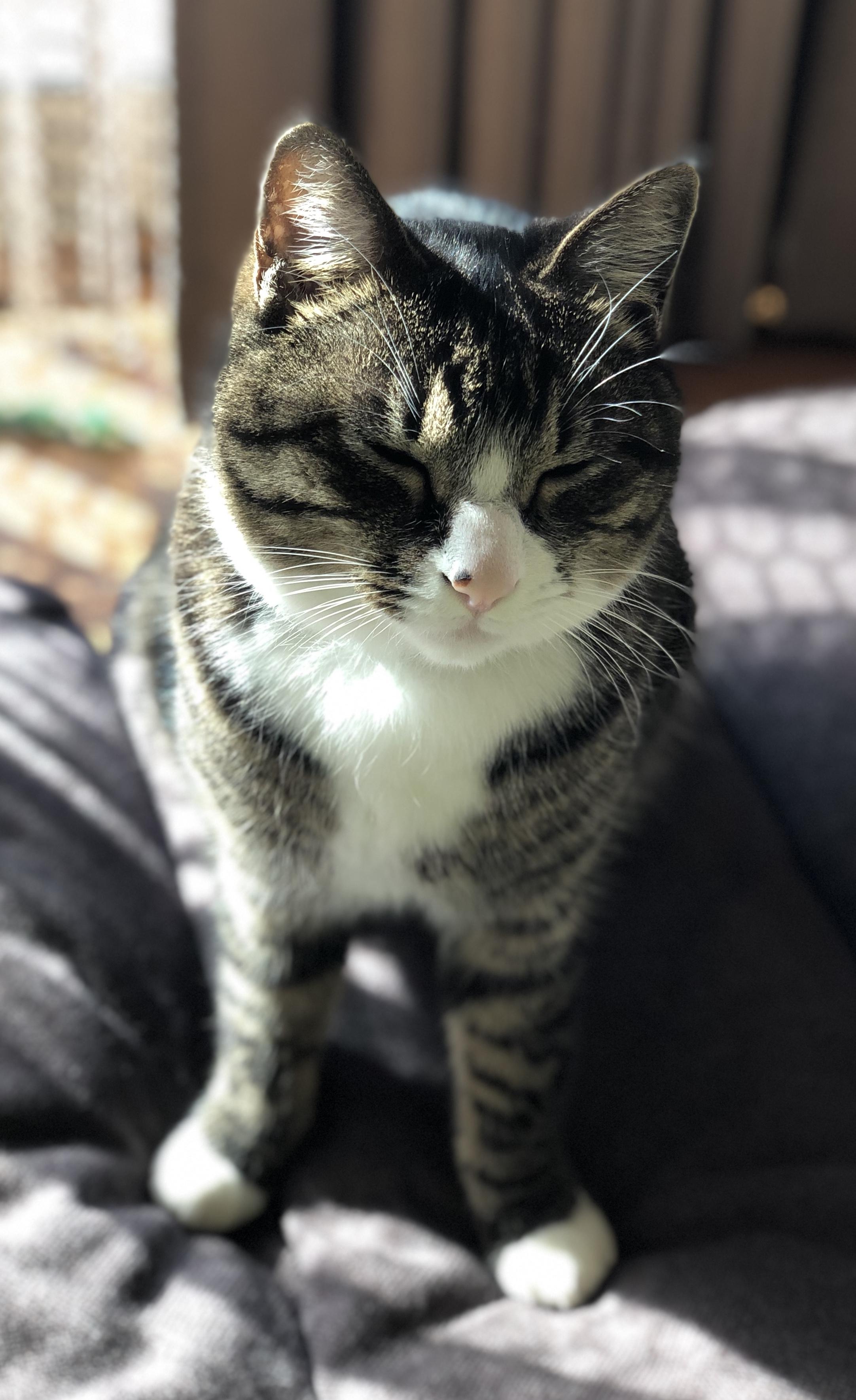 わんにゃんサイトの猫の写真