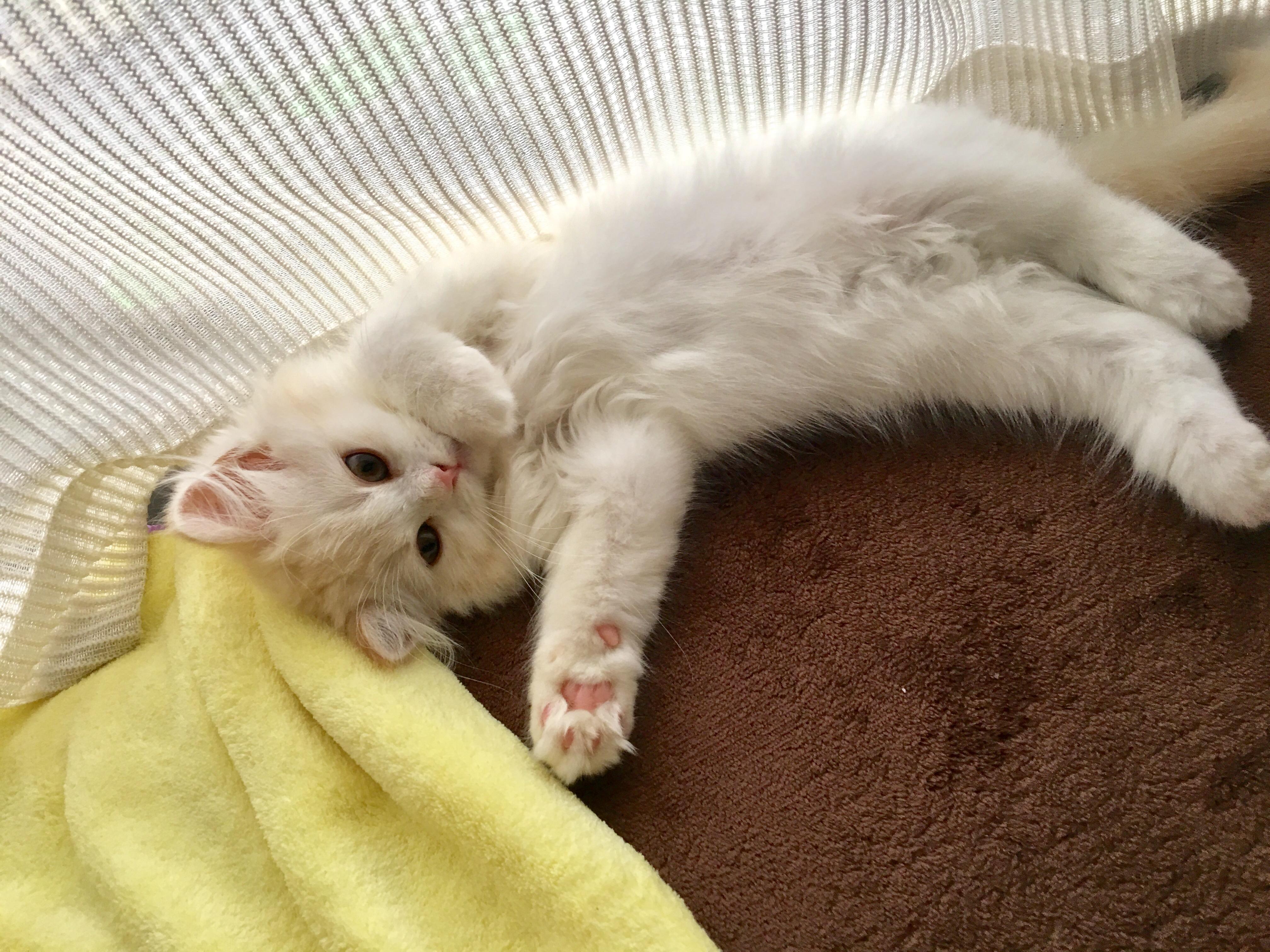 わんにゃんサイトの猫の写真