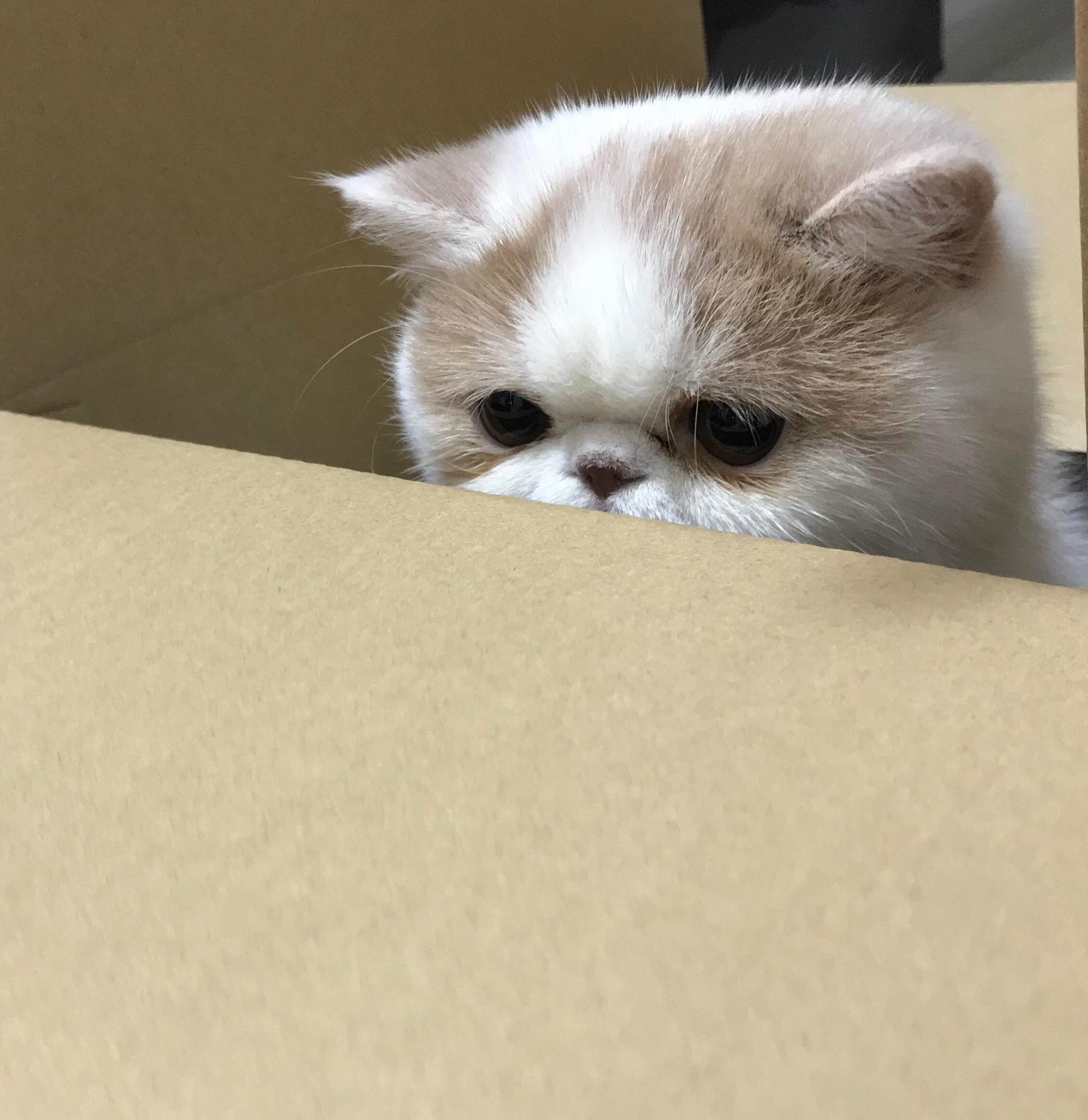 わんにゃんサイトの猫の写真